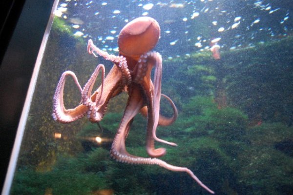 Kraken официальный сайт ссылка через tor